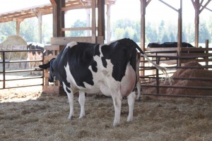 pregnant cow img_0472