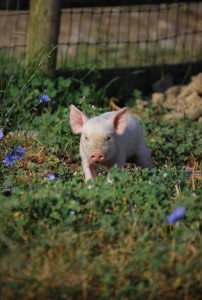 Pig in the clover 10-29-2015 1-01-16 PM